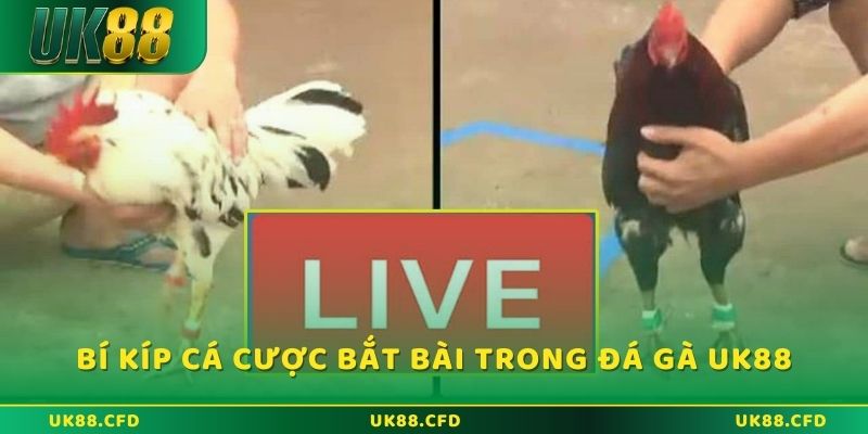 Đá Gà Thomo - Đặt Cược Trực Tuyến Đỉnh Cao Tại UK88 - Betlucky88