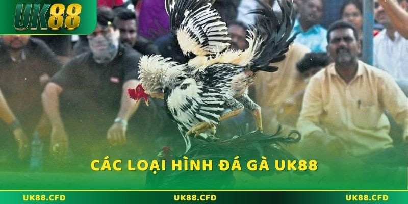 Đá Gà UK88 - Sân Chơi Đẳng Cấp, Chất Lượng Chuẩn Quốc Tế - Betlucky88