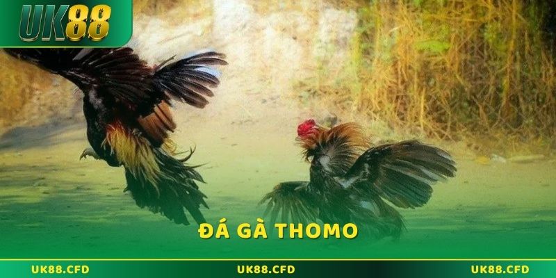 Đá Gà Thomo - Đặt Cược Trực Tuyến Đỉnh Cao Tại UK88 - Betlucky88
