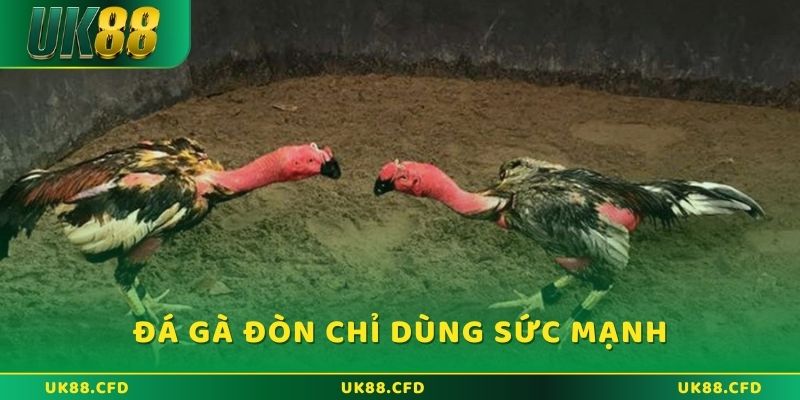 Hướng dẫn cược WS168 đá gà hiệu quả nhất năm 2026 - Betlucky88