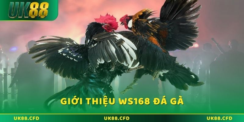 Hướng dẫn cược WS168 đá gà hiệu quả nhất năm 2026 - Betlucky88