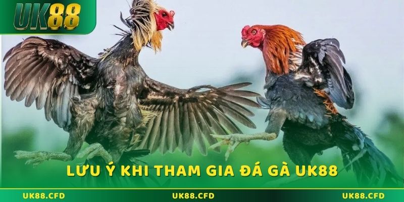 Đá Gà UK88 - Sân Chơi Đẳng Cấp, Chất Lượng Chuẩn Quốc Tế - Betlucky88