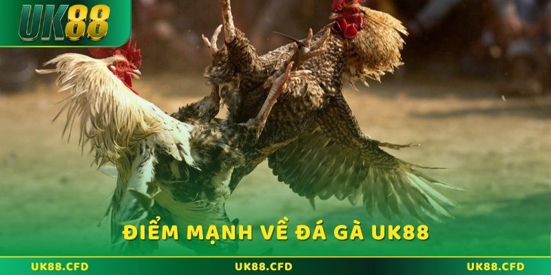 Đá Gà UK88 - Sân Chơi Đẳng Cấp, Chất Lượng Chuẩn Quốc Tế - Betlucky88