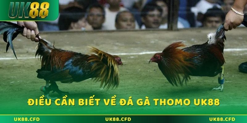 Đá Gà Thomo - Đặt Cược Trực Tuyến Đỉnh Cao Tại UK88 - Betlucky88