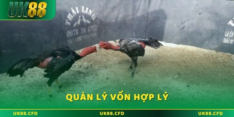Hướng dẫn cược WS168 đá gà hiệu quả nhất năm 2026 - Betlucky88