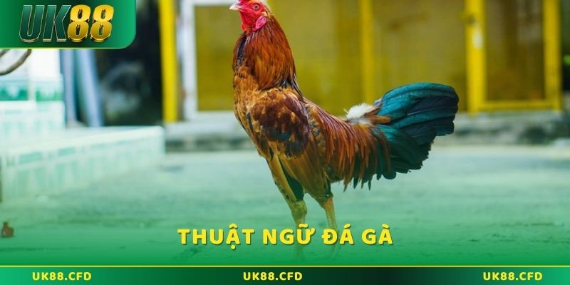 Thuật Ngữ Đá Gà UK88 – Hướng Dẫn Chi Tiết Cho Người Mới - Betlucky88