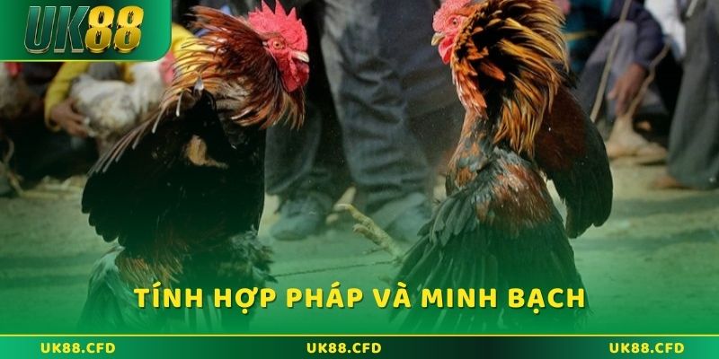 Đá Gà Thomo - Đặt Cược Trực Tuyến Đỉnh Cao Tại UK88 - Betlucky88