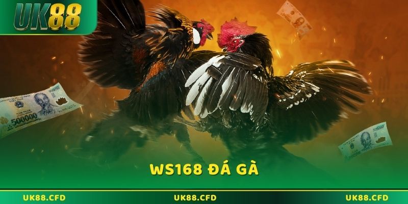 Hướng dẫn cược WS168 đá gà hiệu quả nhất năm 2026 - Betlucky88