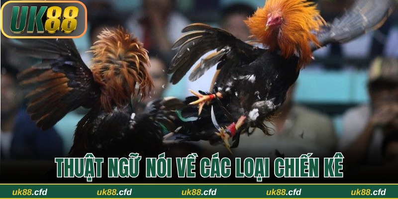 Thuật Ngữ Đá Gà UK88 – Hướng Dẫn Chi Tiết Cho Người Mới - Betlucky88