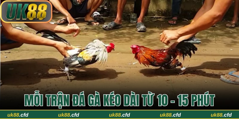 Tất Tần Tật Về Luật Đá Gà Miền Bắc Và Cách Thức Tổ Chức - Betlucky88
