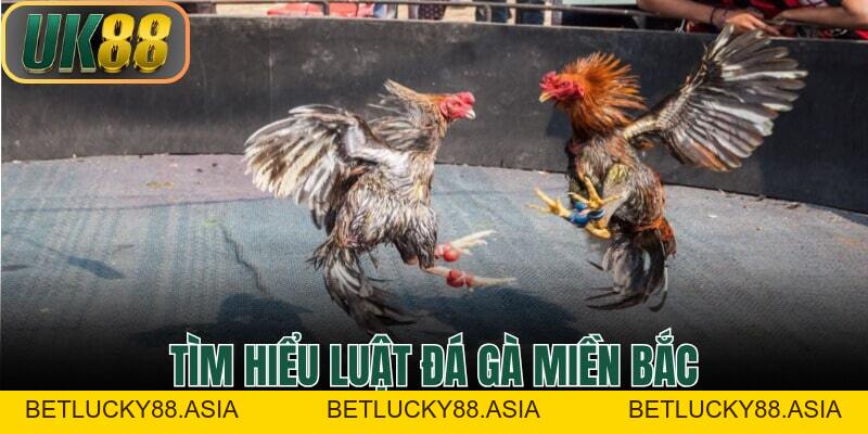 tin tức - uk88 - Betlucky88