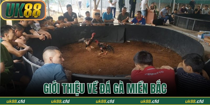 Tất Tần Tật Về Luật Đá Gà Miền Bắc Và Cách Thức Tổ Chức - Betlucky88
