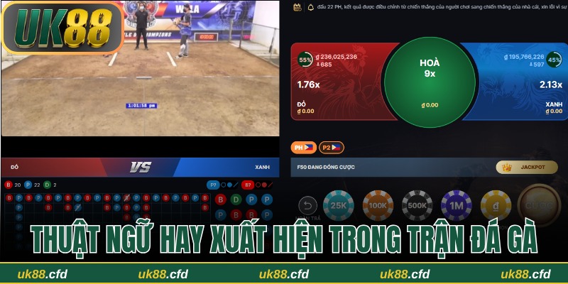 Thuật Ngữ Đá Gà UK88 – Hướng Dẫn Chi Tiết Cho Người Mới - Betlucky88
