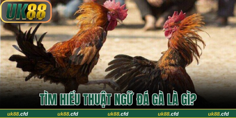 Thuật Ngữ Đá Gà UK88 – Hướng Dẫn Chi Tiết Cho Người Mới - Betlucky88