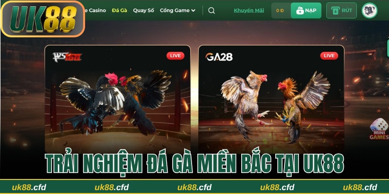Tất Tần Tật Về Luật Đá Gà Miền Bắc Và Cách Thức Tổ Chức - Betlucky88
